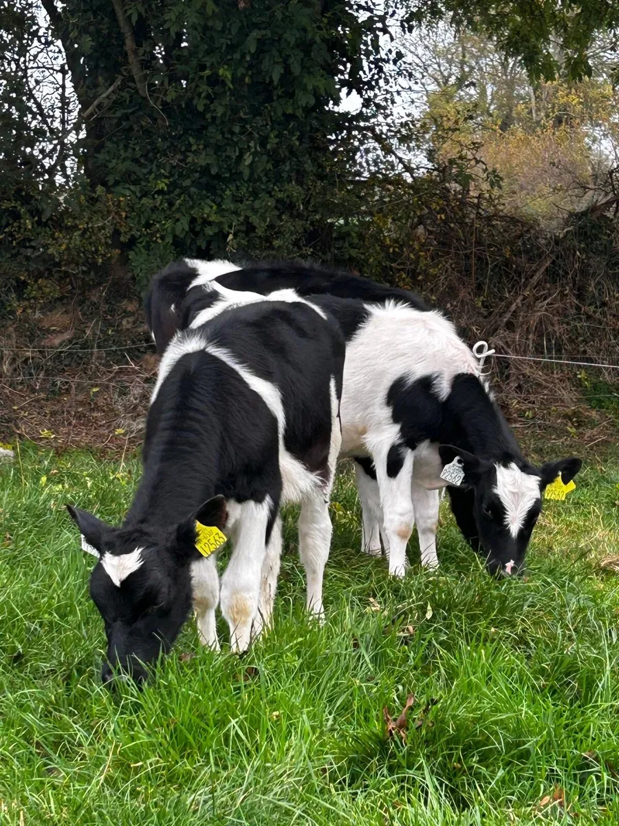 Livestock - Image 4