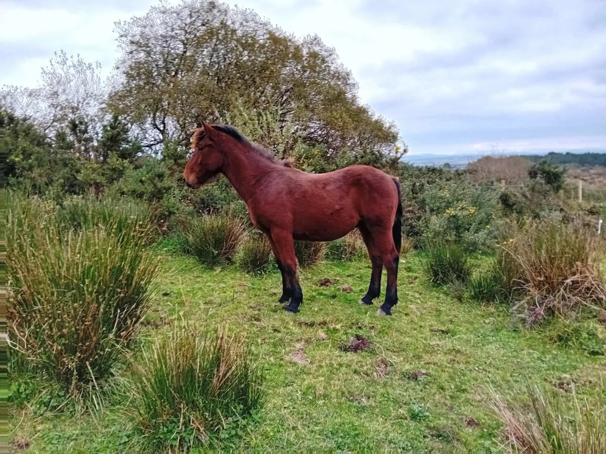 ID x cob gelding - Image 1