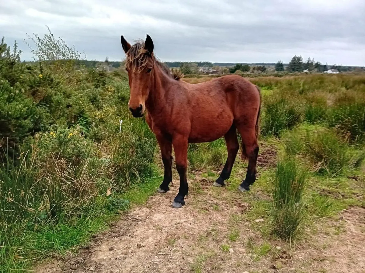 ID x cob gelding - Image 2