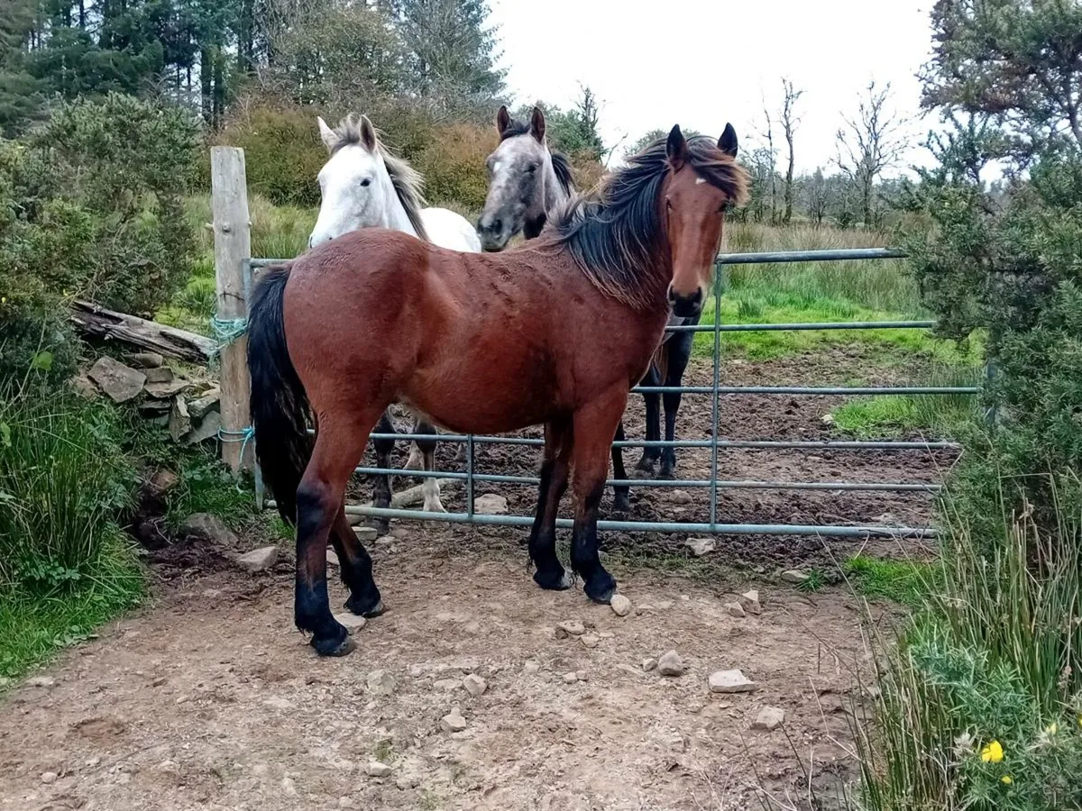 ID x cob gelding - Image 3