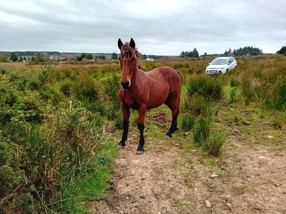 ID x cob gelding - Image 4