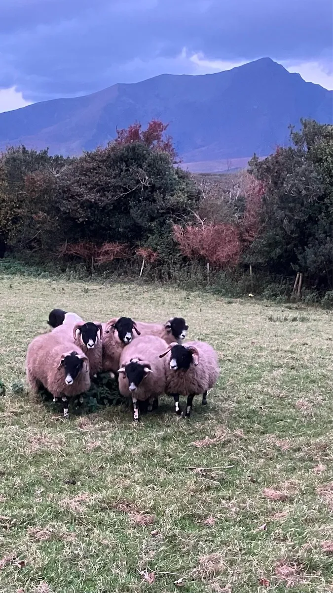 PUREBRED SWALEDALE RAM LAMBS - Image 1