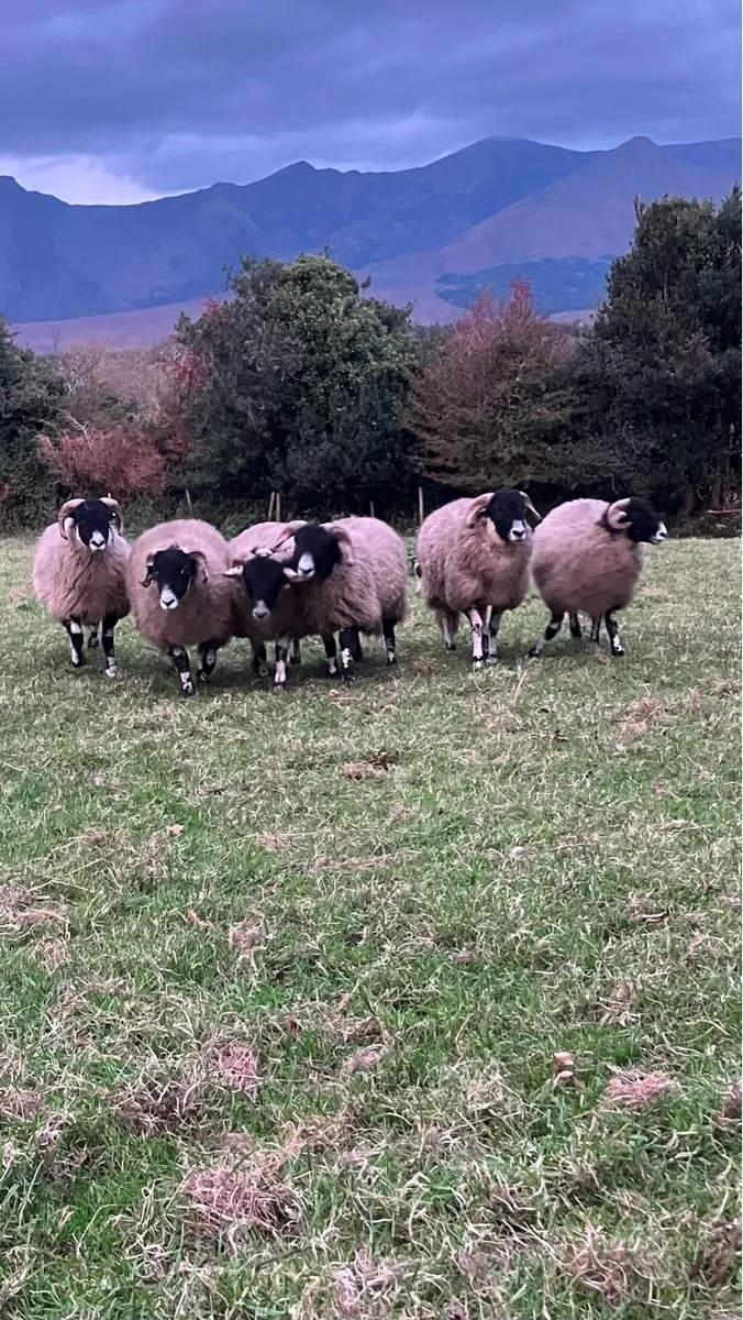 PUREBRED SWALEDALE RAM LAMBS - Image 2