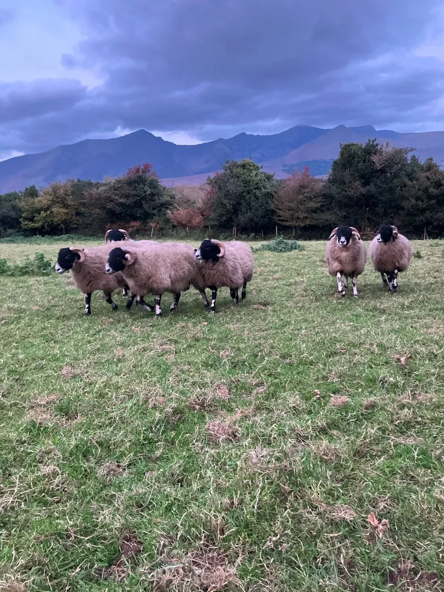 PUREBRED SWALEDALE RAM LAMBS - Image 3