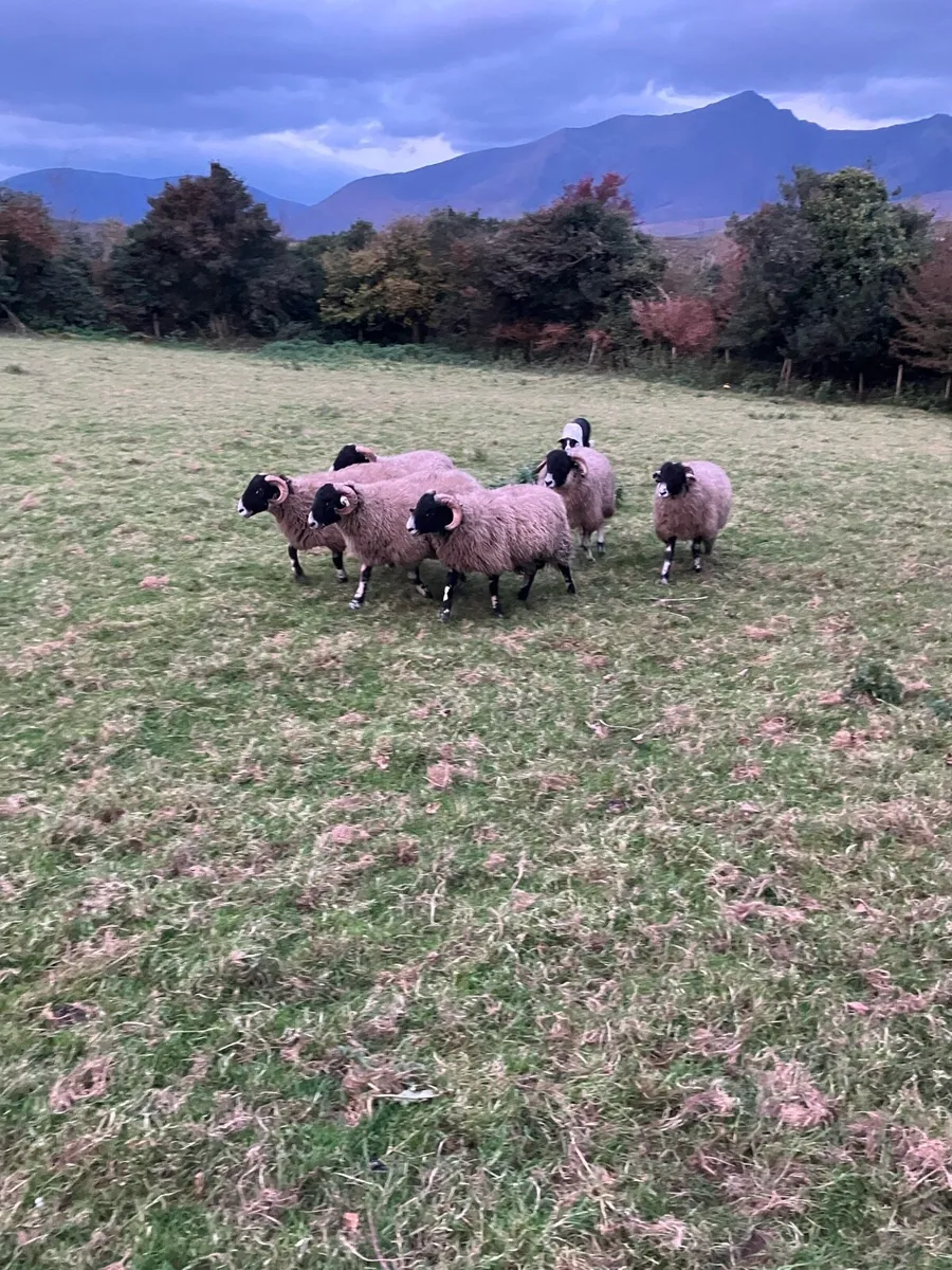 PUREBRED SWALEDALE RAM LAMBS - Image 4