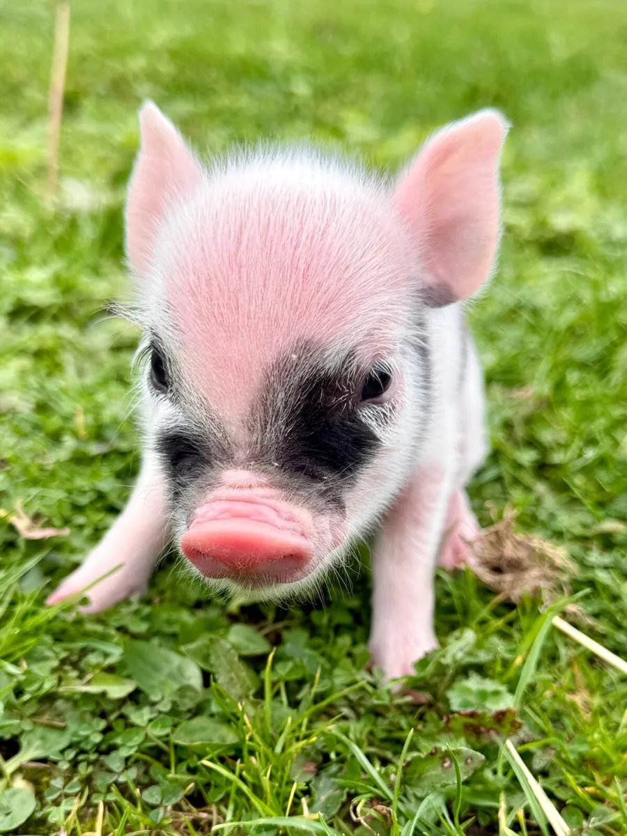 Mini Pigs - Image 1