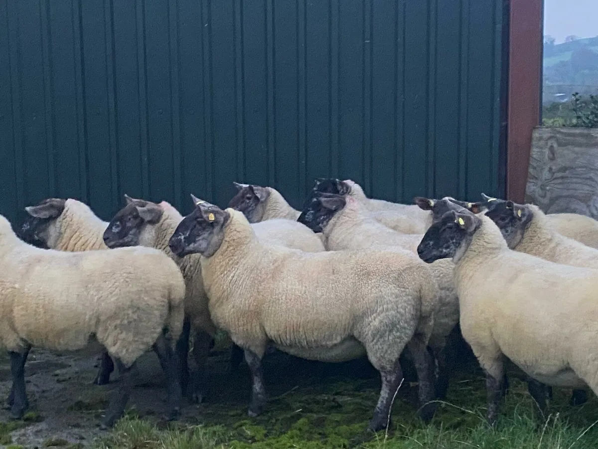 Super Suffolk.x Cheviot HOGGETTs - Image 1