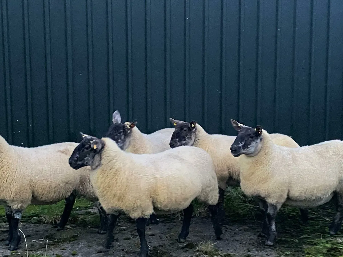 Super Suffolk.x Cheviot HOGGETTs - Image 2