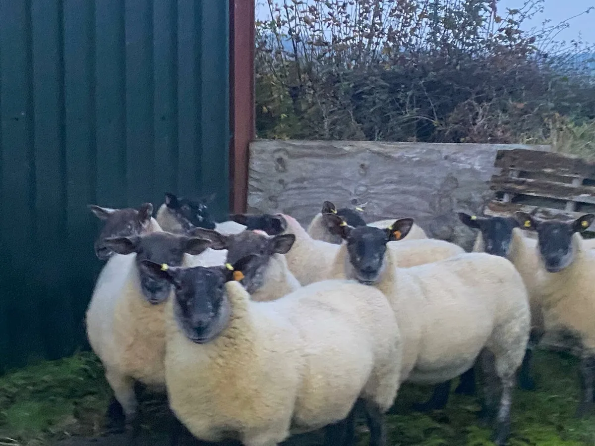 Super Suffolk.x Cheviot HOGGETTs - Image 3