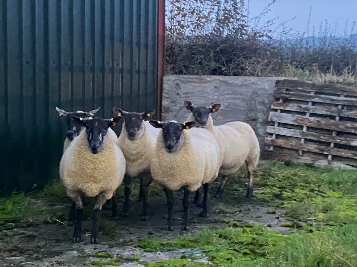 Super Suffolk.x Cheviot HOGGETTs - Image 4