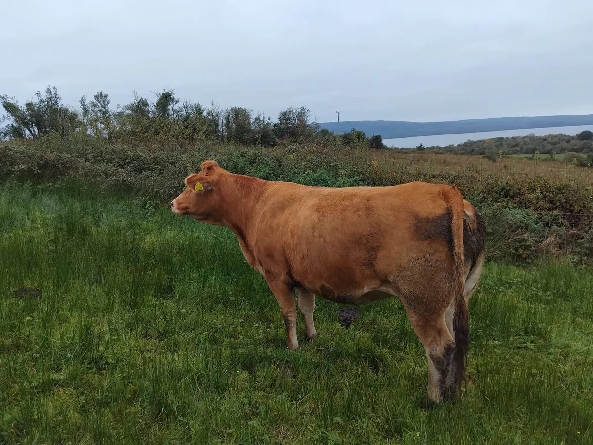 Heifer - Image 1