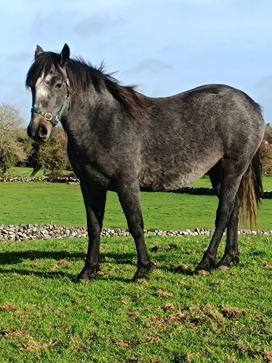 Connemara pony - Image 1