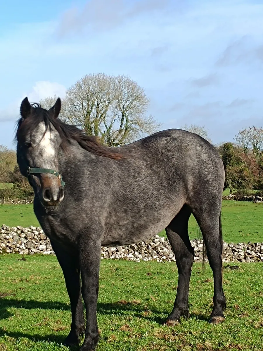 Connemara pony - Image 2
