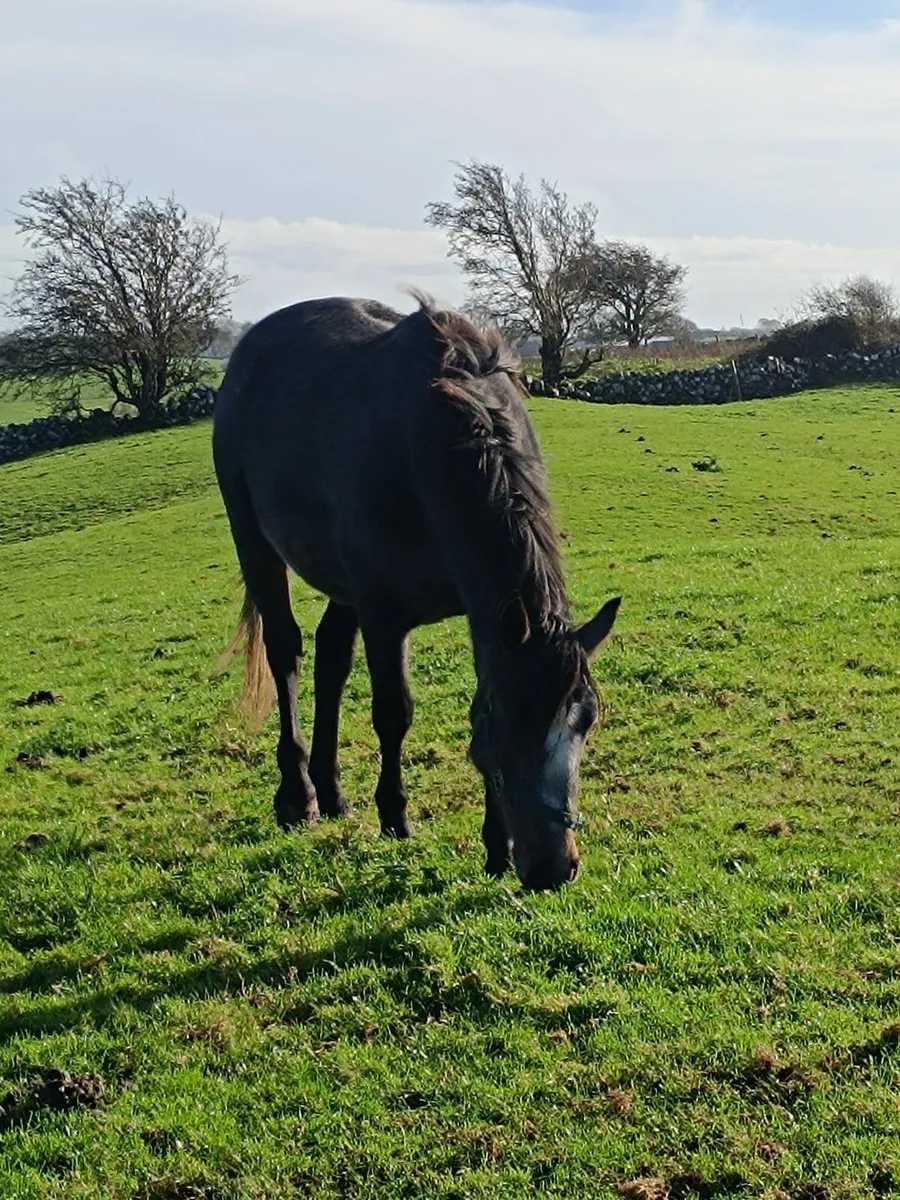 Connemara pony - Image 3