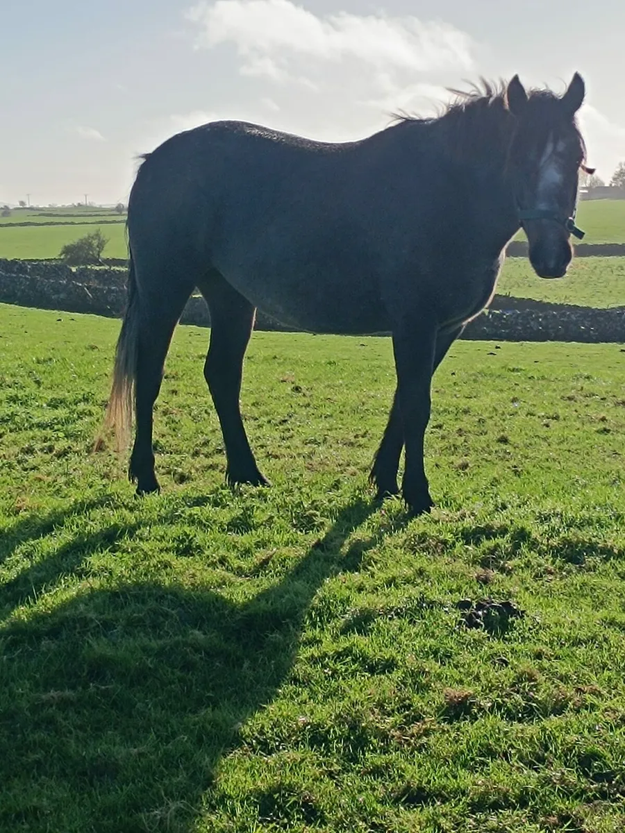 Connemara pony - Image 4