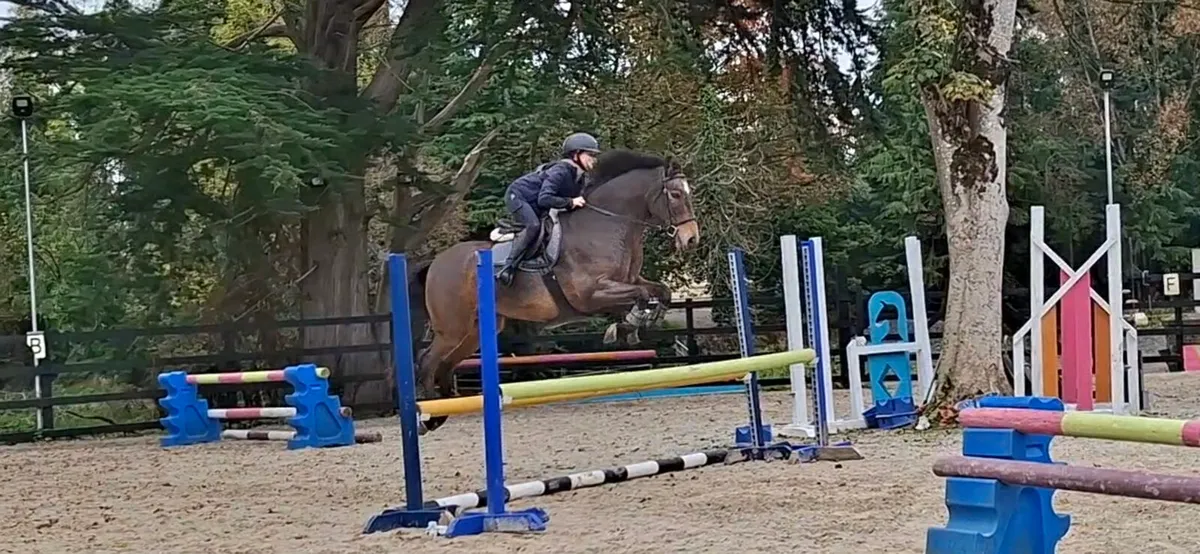 138 Show Jumping Pony - Image 1