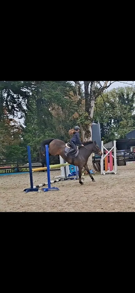 138 Show Jumping Pony - Image 2