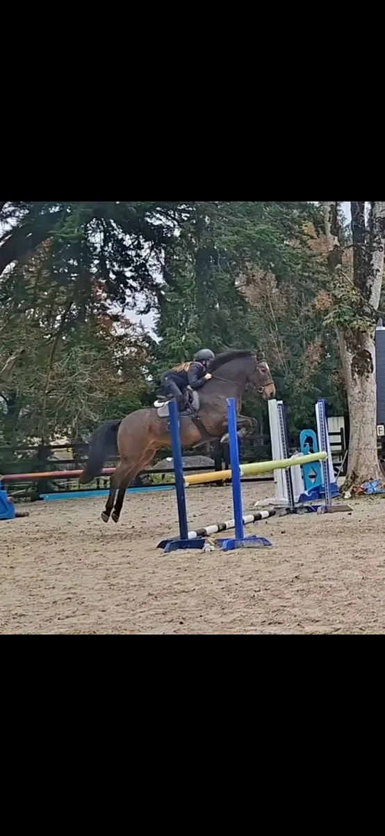 138 Show Jumping Pony - Image 3