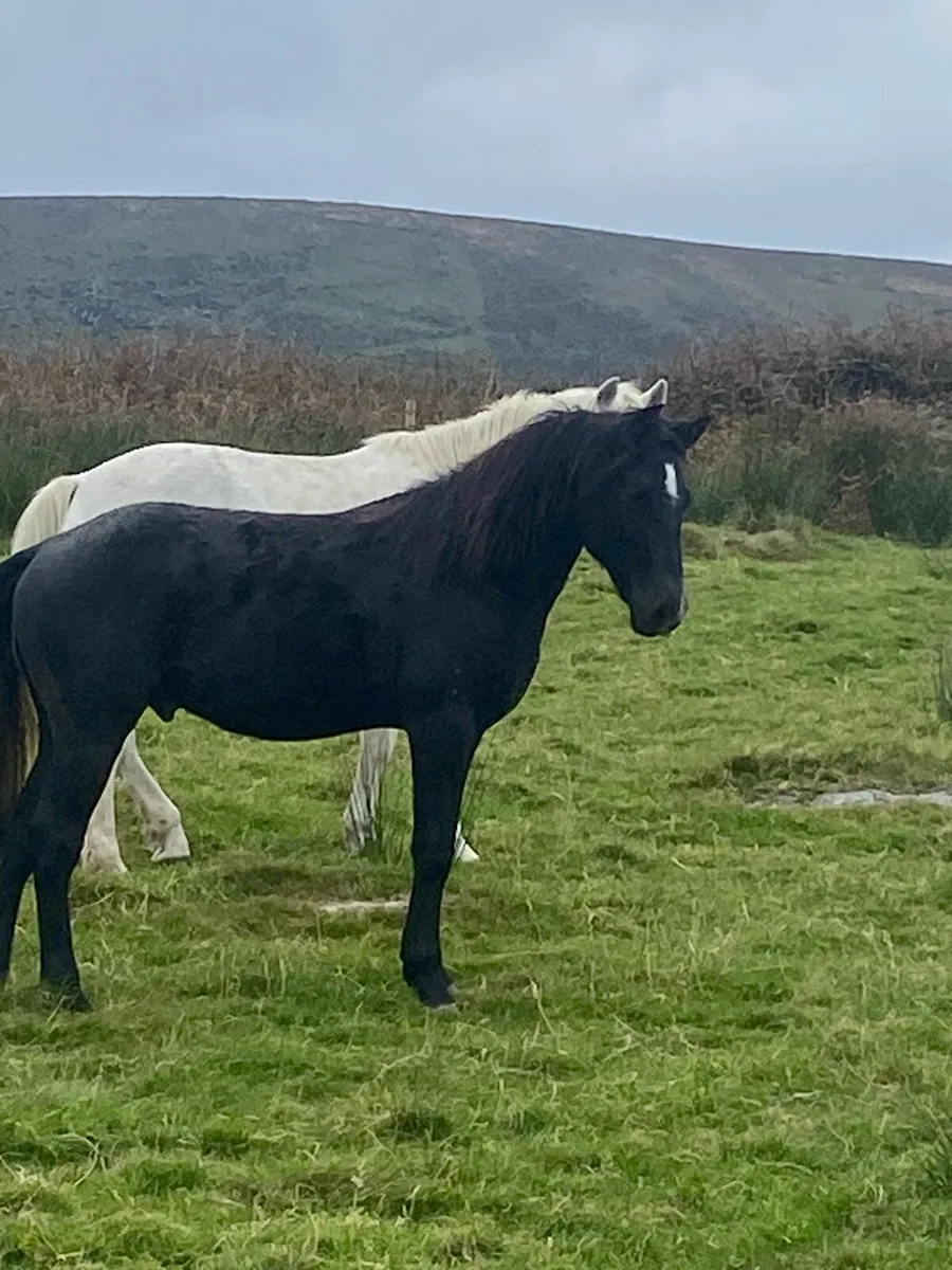 Connemara - Image 1