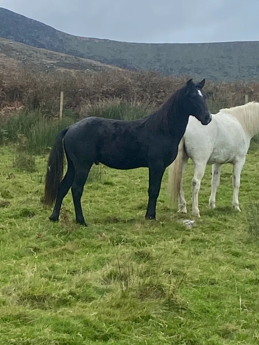 Connemara - Image 2