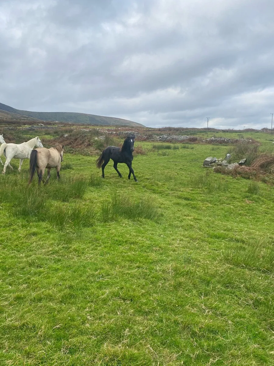 Connemara - Image 3