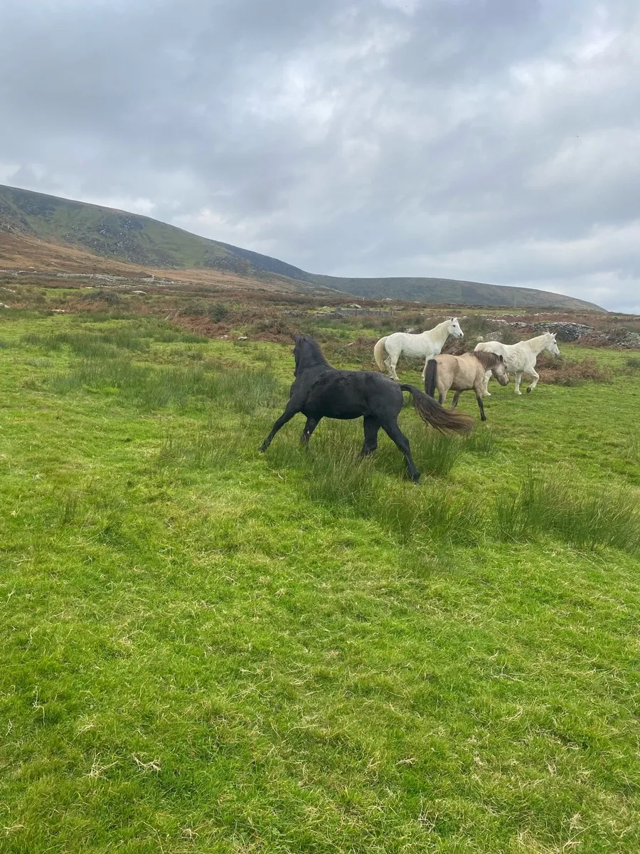 Connemara - Image 4