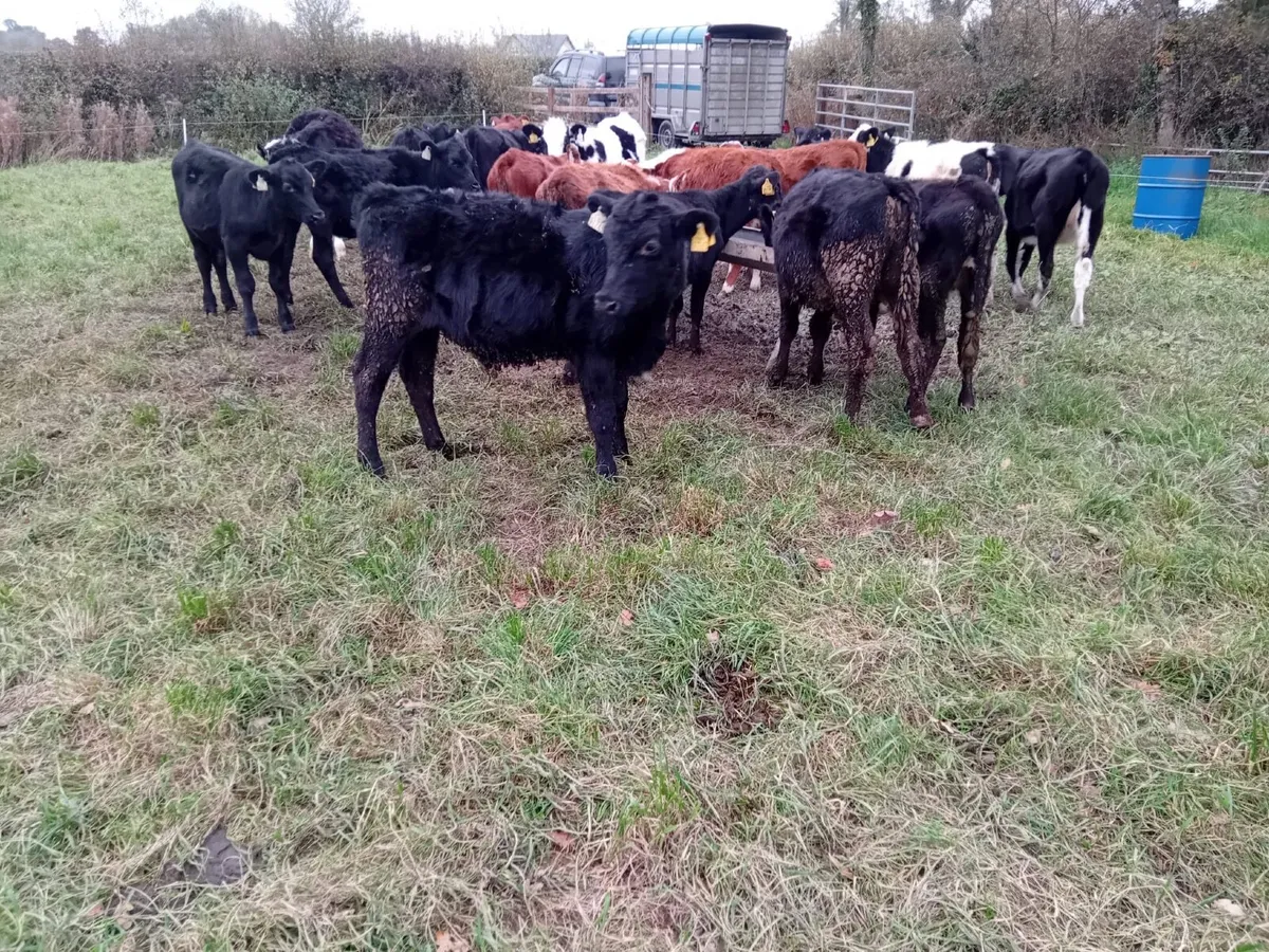 20 bucket reared weanlings - Image 1