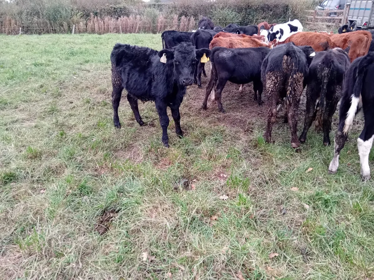 20 bucket reared weanlings - Image 2