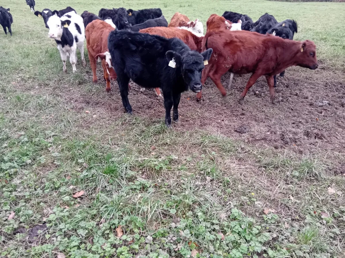 20 bucket reared weanlings - Image 3