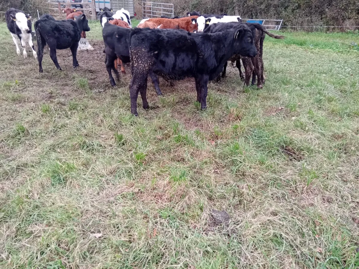 20 bucket reared weanlings - Image 4