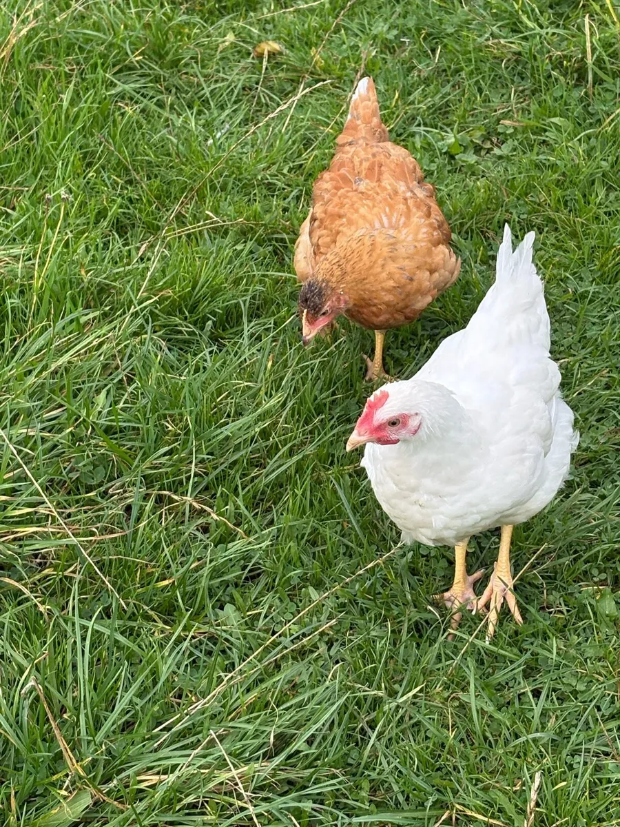 Chickens - Image 1