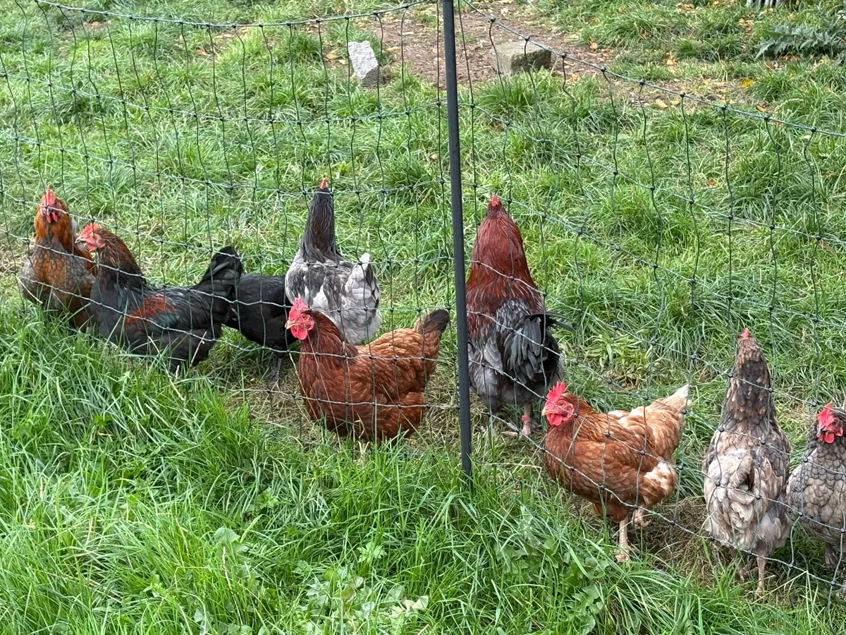 Chickens - Image 2