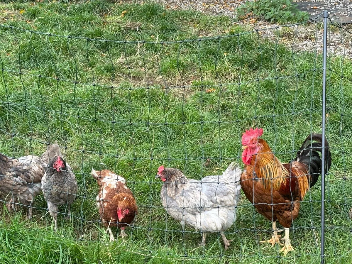 Chickens - Image 3