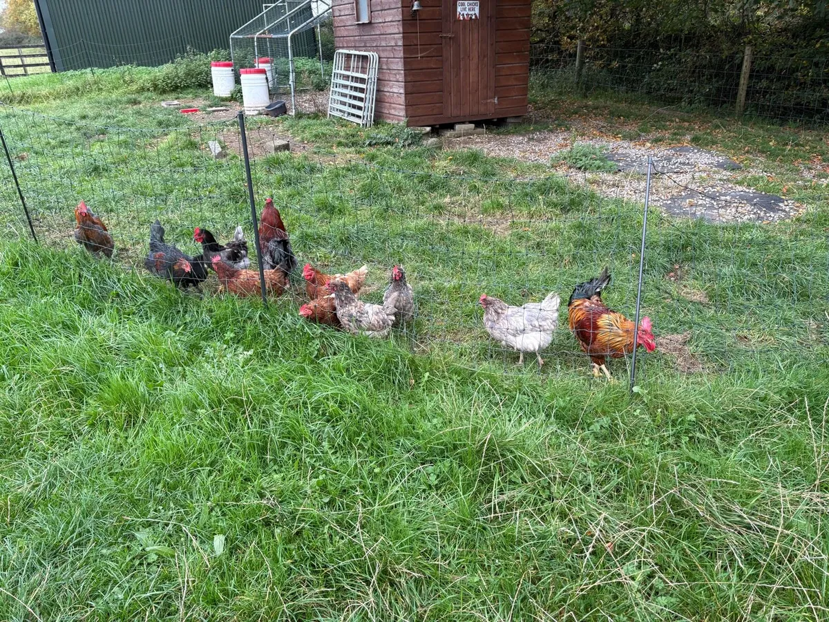 Chickens - Image 4