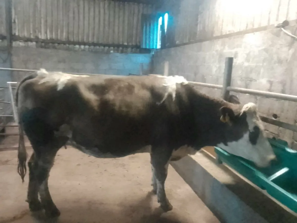 Top quality in calf heifer for sale - Image 1