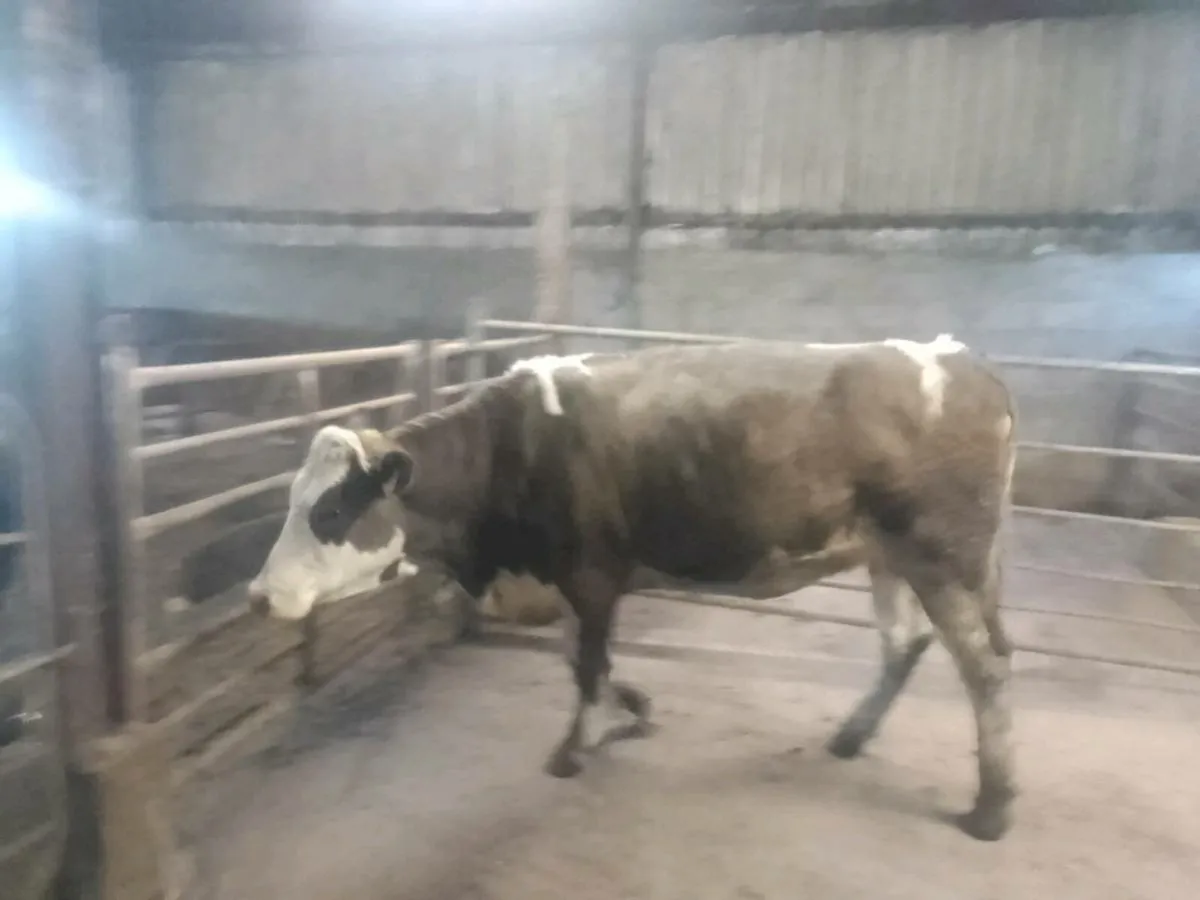 Top quality in calf heifer for sale - Image 2