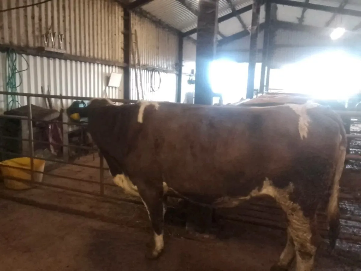 Top quality in calf heifer for sale - Image 3