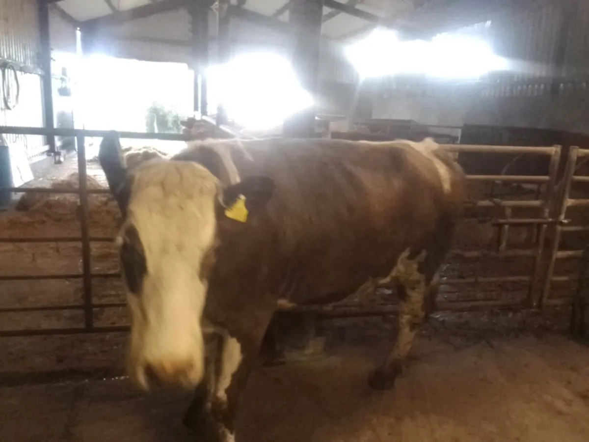 Top quality in calf heifer for sale - Image 4