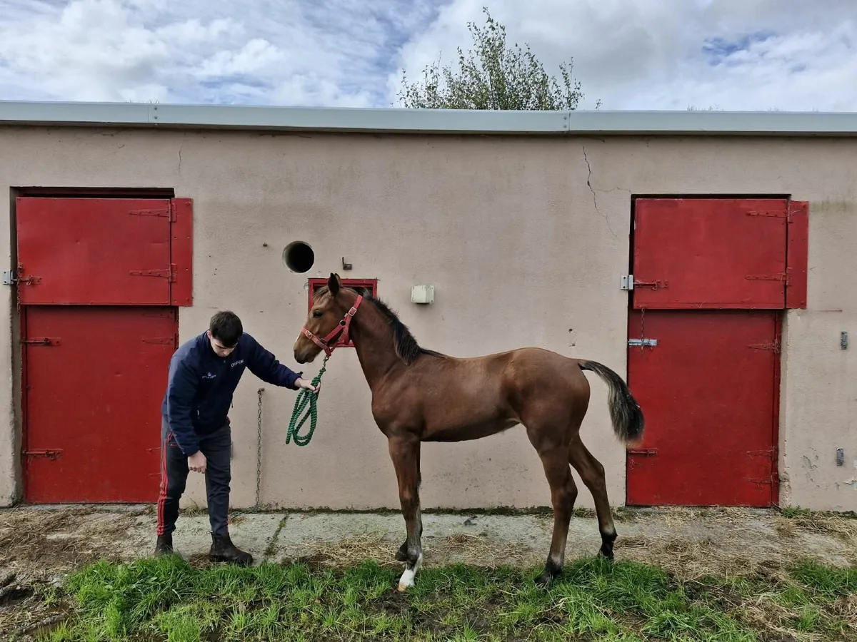 Horse - Image 1