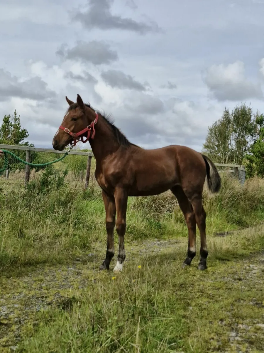 Horse - Image 3