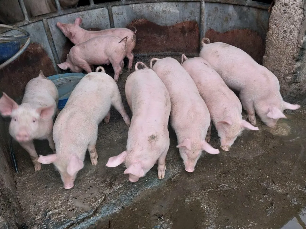 7 weeks old large white piglets for sale male's ha - Image 1