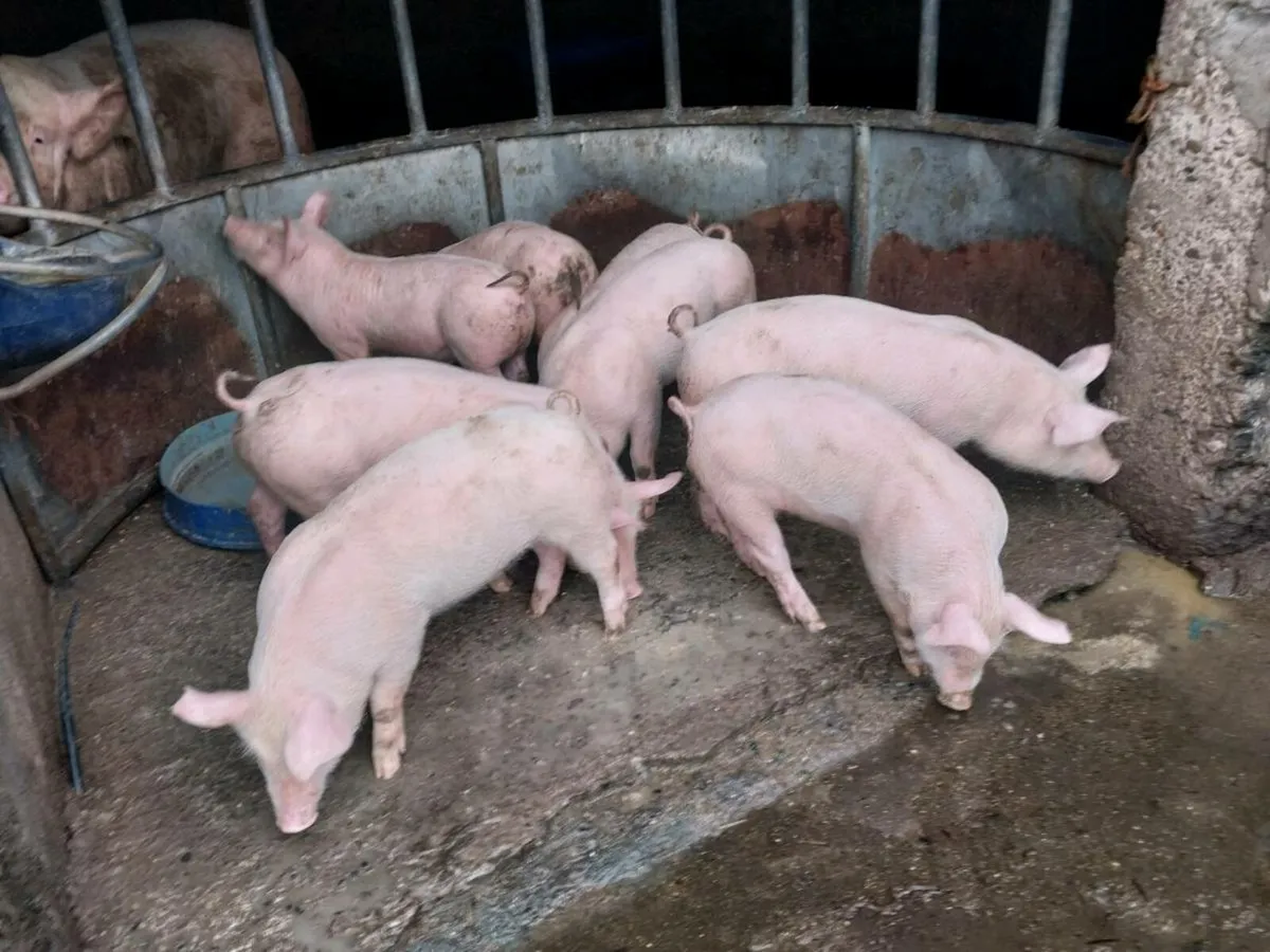 7 weeks old large white piglets for sale male's ha - Image 2