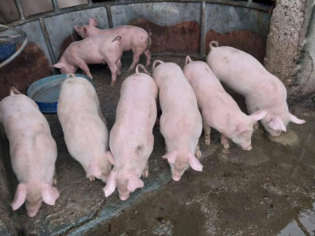 7 weeks old large white piglets for sale male's ha - Image 3