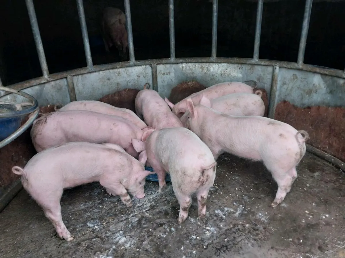 7 weeks old large white piglets for sale male's ha - Image 4