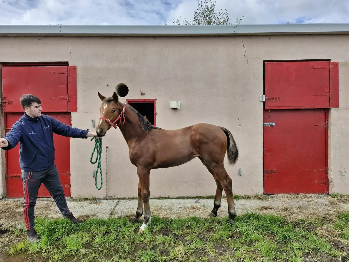 Filly foal - by Conticco - Dam by Freeman Vdl - Image 4