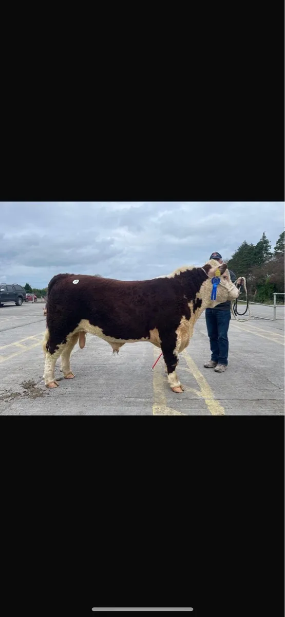 Pedigree Hereford Bull - Image 1