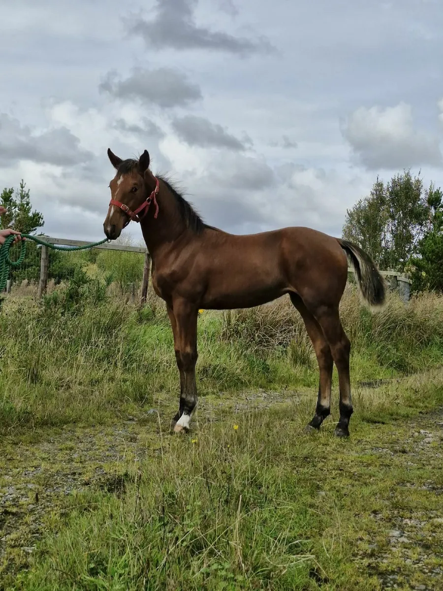 Filly foal - by Conticco - Dam by Freeman Vdl - Image 1