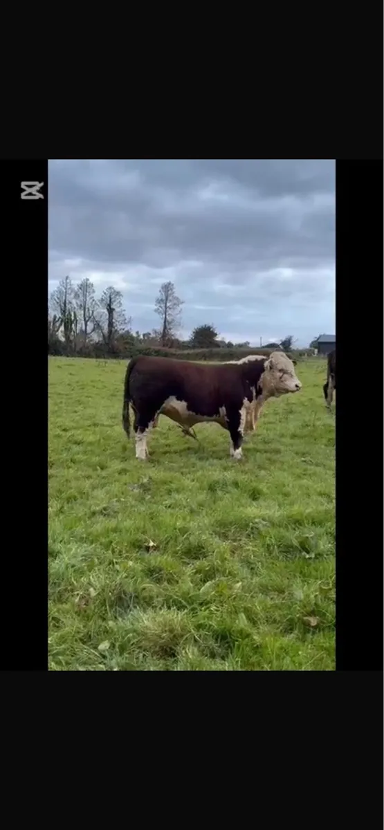 Pedigree Hereford Bull - Image 2