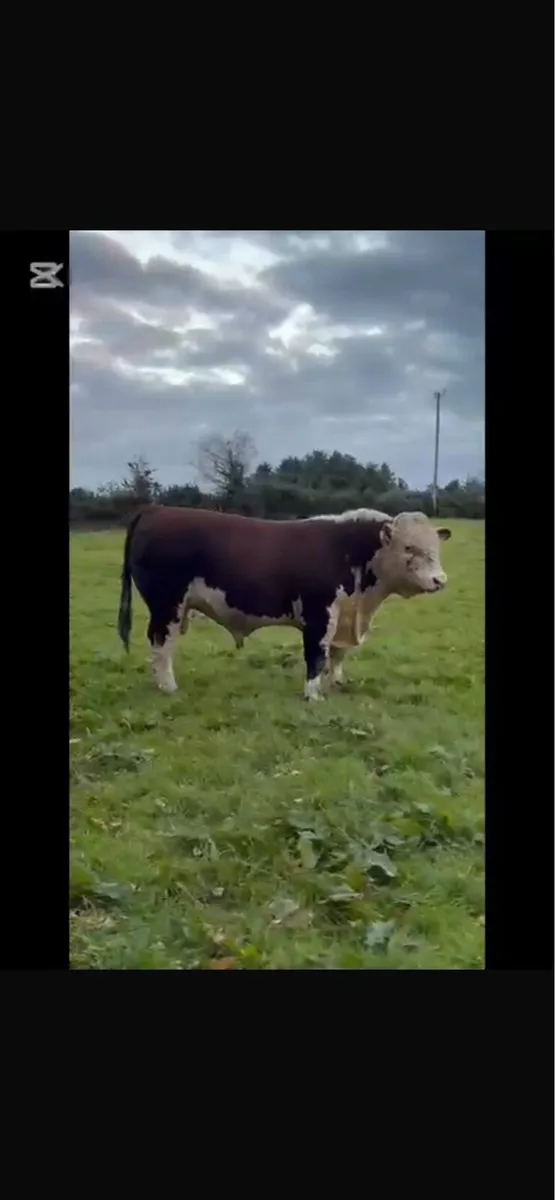 Pedigree Hereford Bull - Image 3