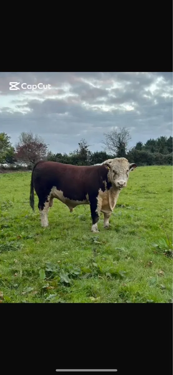 Pedigree Hereford Bull - Image 4